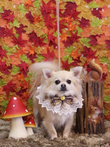 20241109とわくん